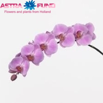 Phalaenopsis Minneapolis zdjęcie