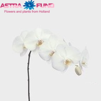 Phalaenopsis Nagasaki fotografija