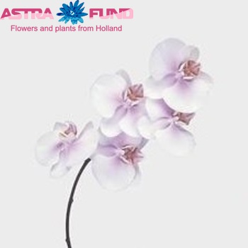 Phalaenopsis Okayama fotografija