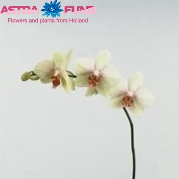 Phalaenopsis Omega fotografija
