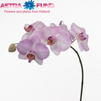 Phalaenopsis Picotee fotografija