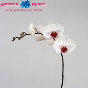 Phalaenopsis Red Lips fotografija