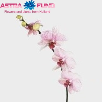 Phalaenopsis Rio fotografija