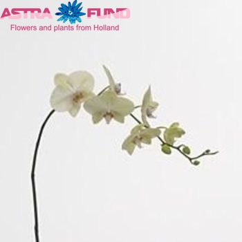 Phalaenopsis Rising Sun fotografija