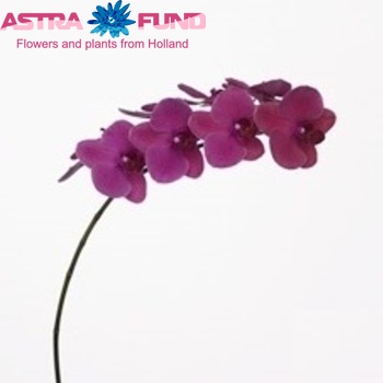Phalaenopsis Rossini fotografie