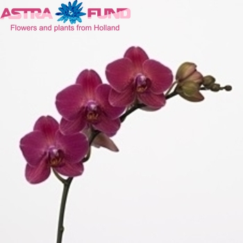Phalaenopsis Saint Tropez fotografie