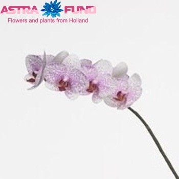 Phalaenopsis Sand City fotografie