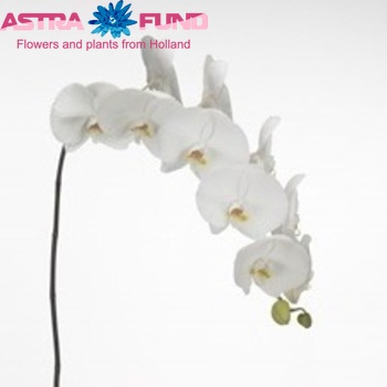 Phalaenopsis Sensation White fotografie