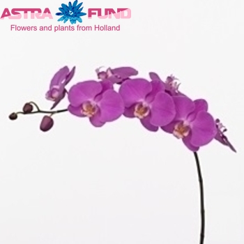 Phalaenopsis Seoul fotografie