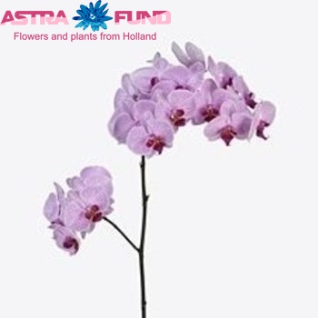 Phalaenopsis Shanghai fotografie