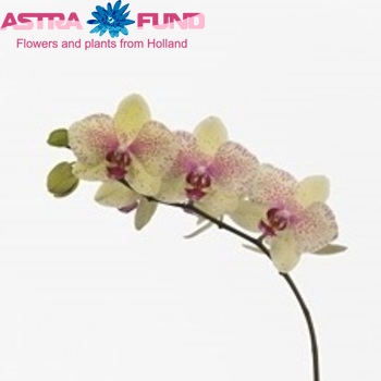 Phalaenopsis Singapore fotografie