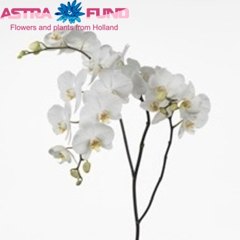 Phalaenopsis Sofia fotografie