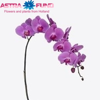 Phalaenopsis Surabaya fotografie