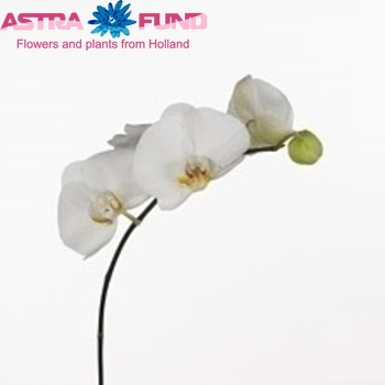 Phalaenopsis Susan fotografie
