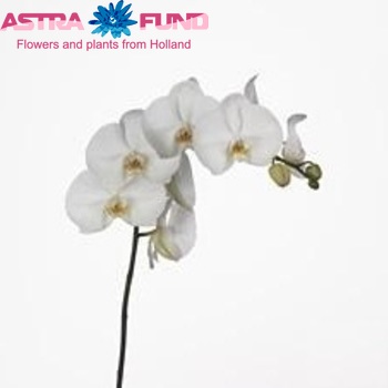 Phalaenopsis Taipei fotografie