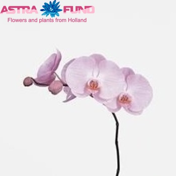 Phalaenopsis Tikal fotografie