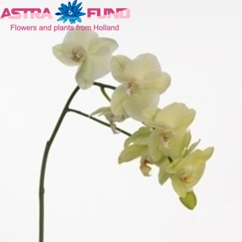 Phalaenopsis Yellow Lemontree fotografie