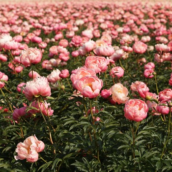 Peonies fotó