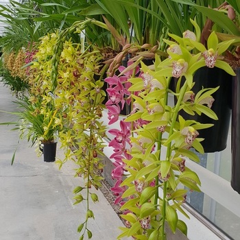 Cascade Cymbidium fotó