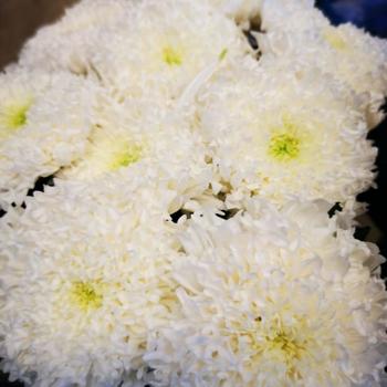 G chrysanthemum Einstein from Dekker.  Foto