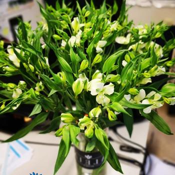 New! Alstroemeria FL Arcadia! Foto