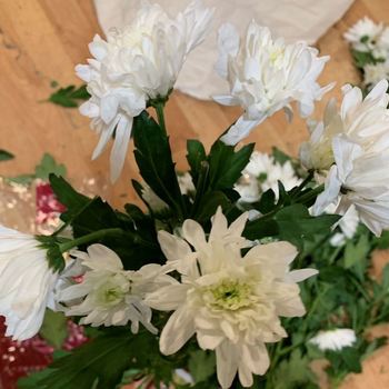 Chrysanthemum quality fotografija