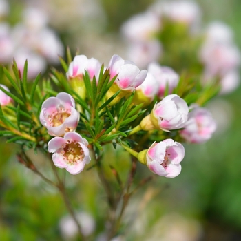 Attention! The season of chamelaucium is over! foto