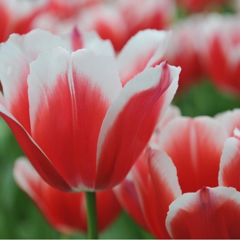 Attention! The season of tulipa is over! foto