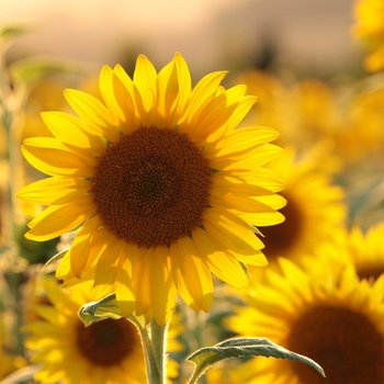 Attention! Helianthus season begins! foto