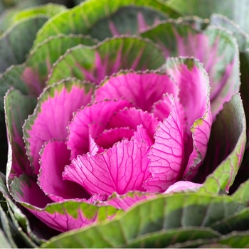 Attention! Brassica season begins! foto