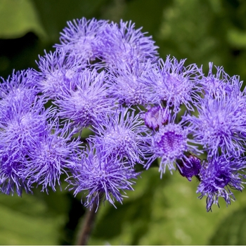Attention! The season of ageratum is over! foto