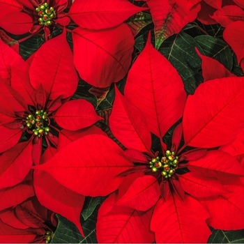 Attention! The season of poinsettia is over! foto