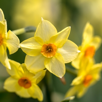 Attention! Narcissus season begins! fotografie