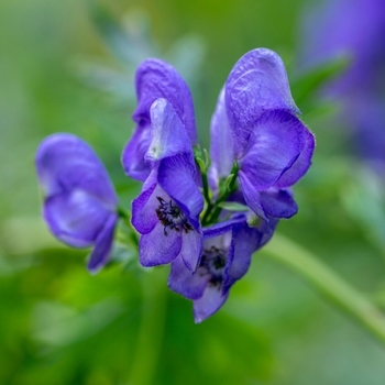 Attention! Aconitum season begins! photo