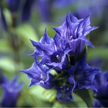 Attention! Gentiana season begins! photo