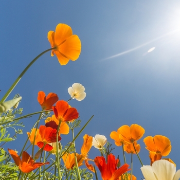 June 6, on Monday, there is a holiday - Whit Monday. photo