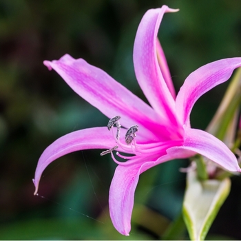 Attention! Nerine season begins! foto