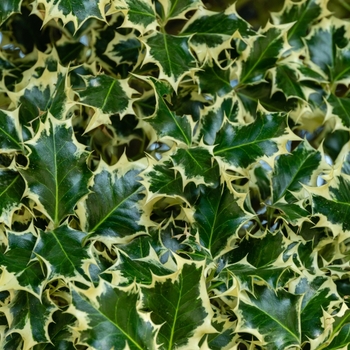 Attention! The season of ilex is over! photo