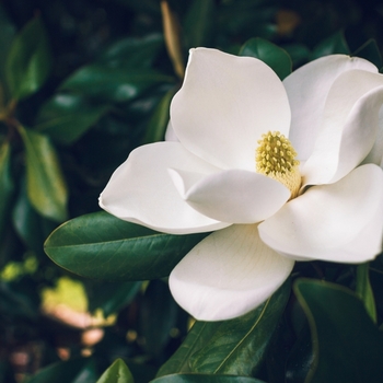 Attention! The season of magnolia is over! fotografija