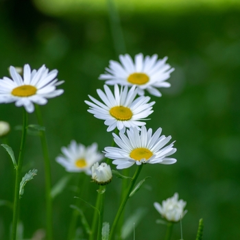 Attention! Leucanthemum season begins! foto
