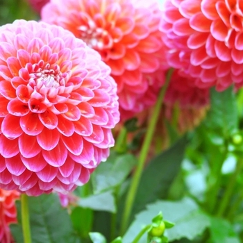 Attention! Dahlia season begins! foto