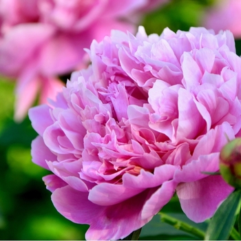 Attention! The season of paeonia is over! fotografija