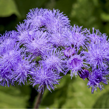 Attention! The season of ageratum is over! fotografija