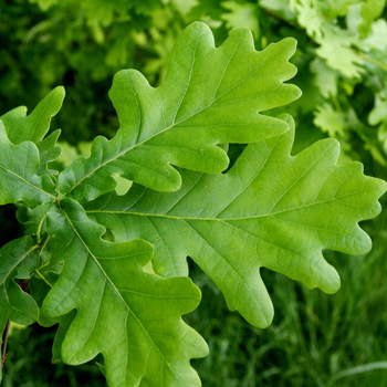 Attention! The season of quercus is over! fotografija