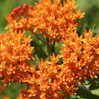 Attention! The season of asclepias is over! fotografija