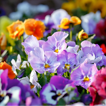 Attention! Bedding plants season begins! fotografija