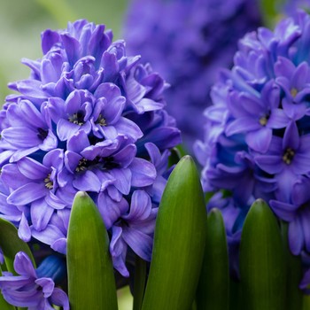 Attention! The season of hyacinthus pot plant is over! fotografija