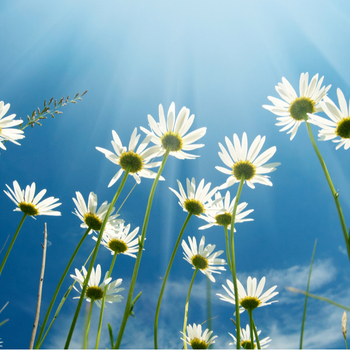 May 9, on Thursday, there is a holiday - Ascension Day. fotografija