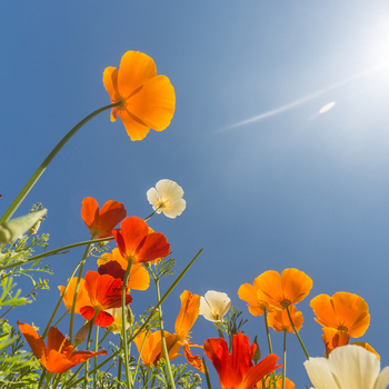 May 20, on Monday, there is a holiday - Whit Monday. foto
