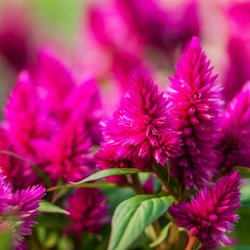 Attention! The season of celosia is over! fotografie